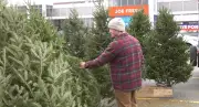 Nova Scotia Christmas Tree Sales Surge in 2025 as International Exports Decline
