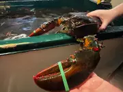Nova Scotia Lobster Season Yields Unusually Large Catches After Two Weeks