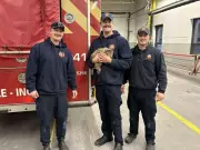 Ottawa Firefighters Rescue Kitten Trapped in Car Dashboard on Christmas Eve