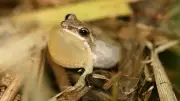 Quebec Acts to Save Western Chorus Frog Habitat in Montérégie and Outaouais