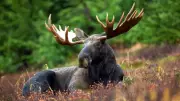 Southern Ontario Men Fined $7,000 for Illegal Moose Kill in Northern Ontario