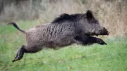 Spanish Authorities Deploy Forces to Track Boars, Protect Farms from Swine Fever