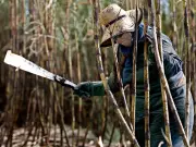 Sugar Prices Steady as Brazil May Shift Cane to Ethanol Production