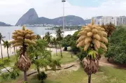Talipot Palms in Rio Bloom Once After Decades, a Rare Botanical Event