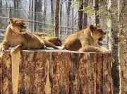 Three Pregnant Lions Fight for Survival Amid Muskoka Roadside Zoo Controversy