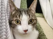 Toronto Humane Society Seeks Forever Home for Bonded Senior Cats Milo and Sky