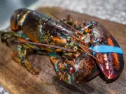 U.K. Bans Boiling Live Lobsters, But Canadian Fisherman Says Canada Won't Follow