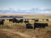 Veterinarians and National Security: Why Animal Health is a Critical Canadian Priority