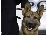 Windsor Police Welcome New K9 Officers Smoke and Shadow, Retire Veteran Coal