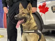Windsor Police Welcomes Two New K9 Officers in Graduation Ceremony
