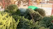 Winnipeg's 'Let's Chip In' Christmas Tree Recycling Starts Dec. 27