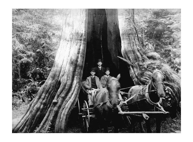 1936: Vancouver Banker Declares Stanley Park's Hollow Tree an 'Eyesore'