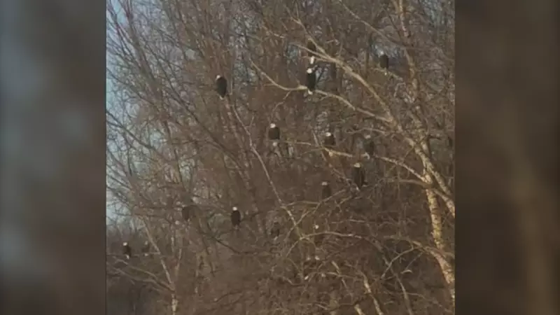 55 Bald Eagles Captured on Video in Manitoba: 'Really Cool' Sighting
