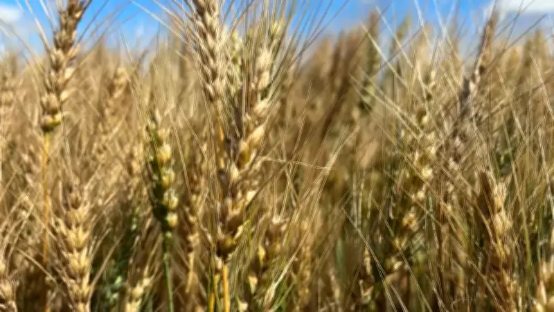 AAFC Budget Cuts Force Closure of Portage la Prairie Research Farm