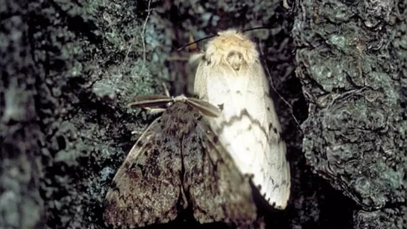 Aerial Spraying Planned for Invasive Spongy Moths in Delta and Squamish