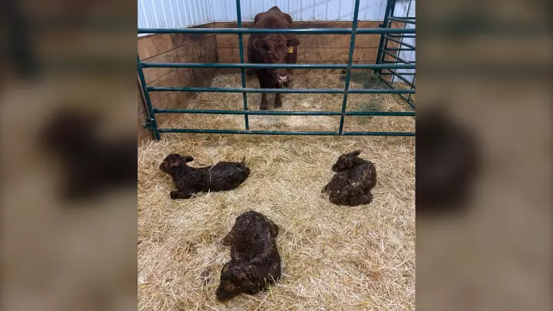 Alberta Ranch Welcomes Rare Triplets for Second Consecutive New Year's Day
