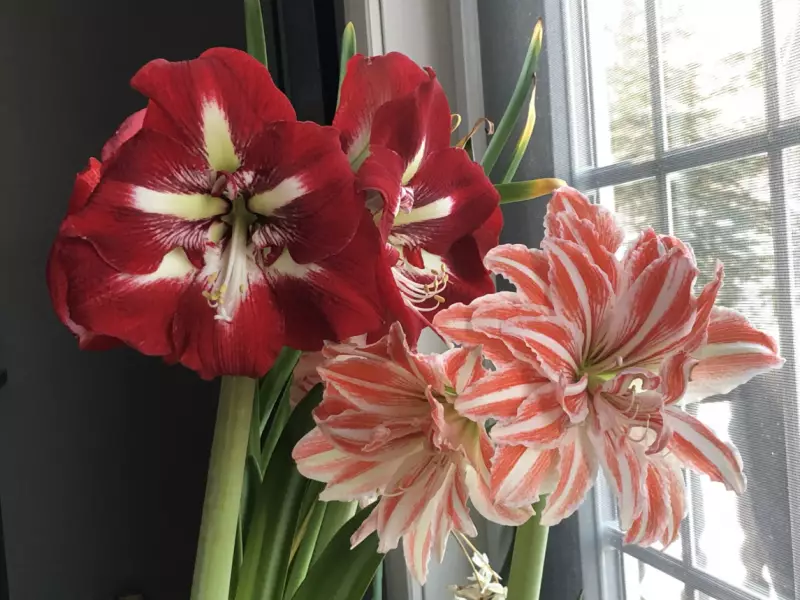 Amaryllis Bulbs Surprise Gardeners with Double Blooms and Winter Gardening Tips
