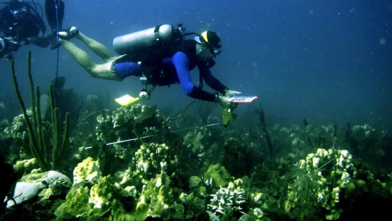 American Woman Killed in Shark Attack at U.S. Virgin Islands Beach