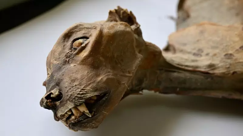 Ancient Cheetah Mummies Discovered in Saudi Arabian Caves, Dating Back 1,800 Years