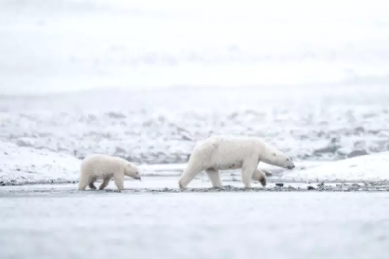 Arctic Polar Bears in Norway Gain Weight and Health Despite Sea Ice Loss