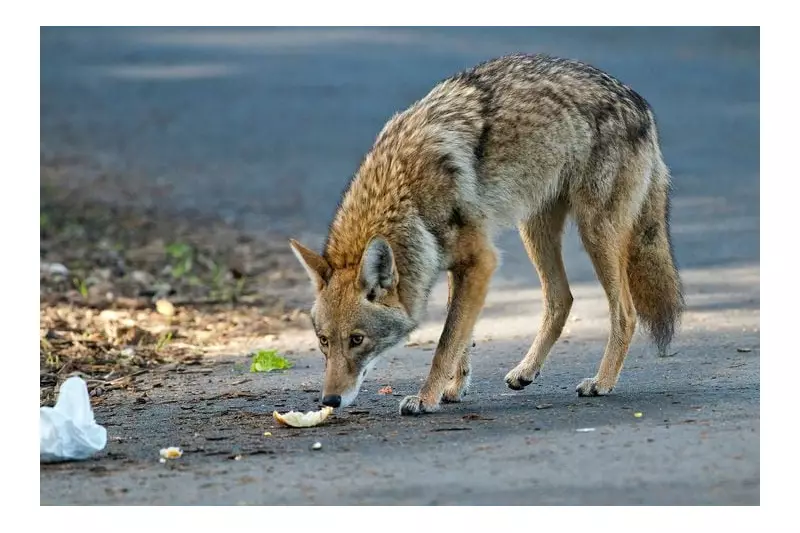 Barrie Issues Coyote Warning as Mating Season Increases Urban Encounters