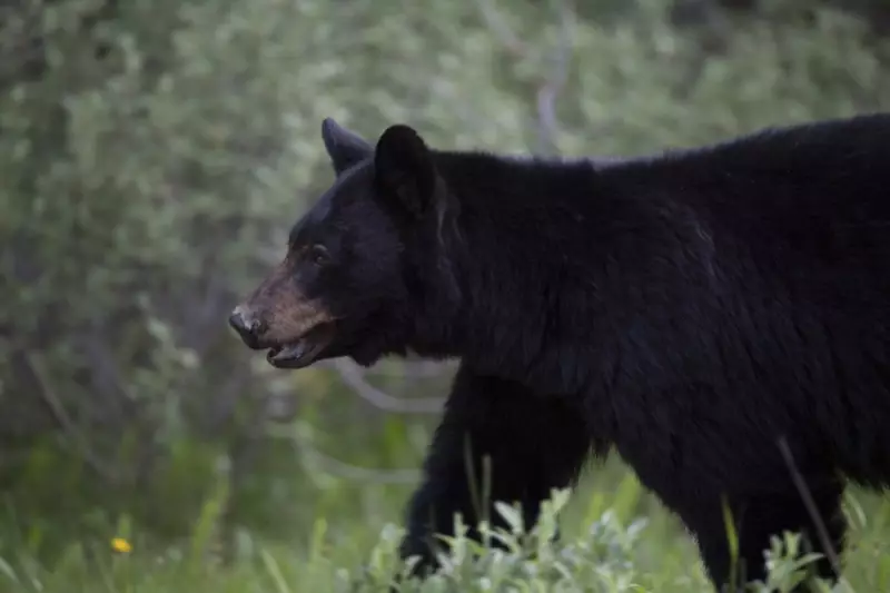 B.C. Black Bear Deaths Drop to Decade Low, Conservation Officers Report
