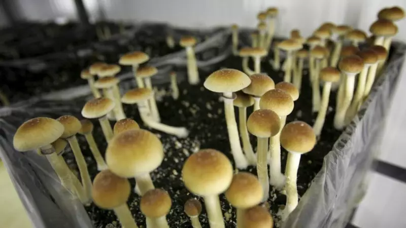 B.C. Court Overturns $35K Award for Psilocybin Therapy in Landmark Ruling