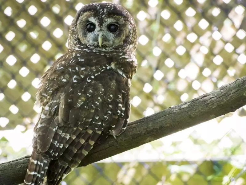 B.C.'s Biodiversity Protection Gap Leaves 48 Federally Endangered Species Unprotected