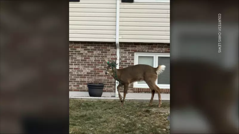Bedford Deer Entangled in Christmas Lights Sparks Concern for Wildlife