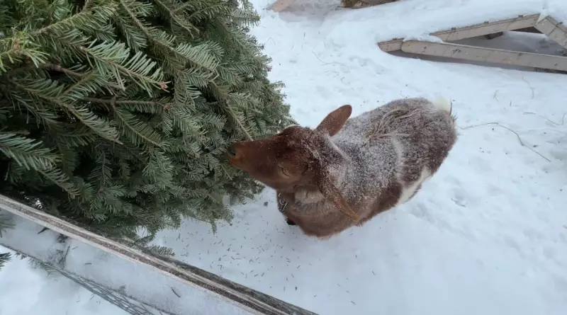 Beyond the Curb: Creative Ways to Recycle Your Christmas Tree in Ottawa