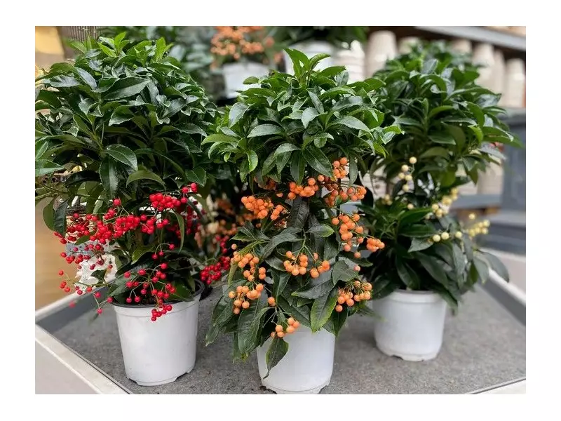 Brian Minter's Guide to Vibrant Indoor Plants for Canadian Homes