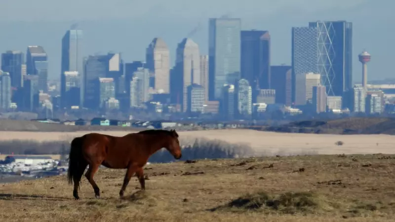 Calgary Braces for Winter's Return: Temperature Plunge and Snow Squalls Expected Thursday