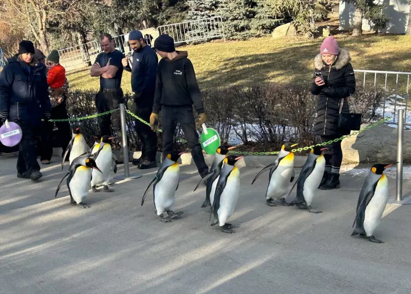 Calgary Zoo Celebrates 14 Years of Beloved King Penguin Walks
