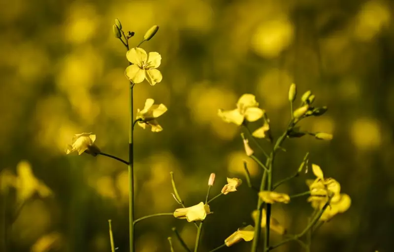 Canadian Canola Exports Still Vulnerable Despite China Agreement, Report Warns