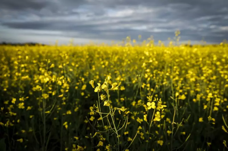 Canadian Farmers Pin Hopes on Carney's Beijing Visit to Resolve Canola Tariffs