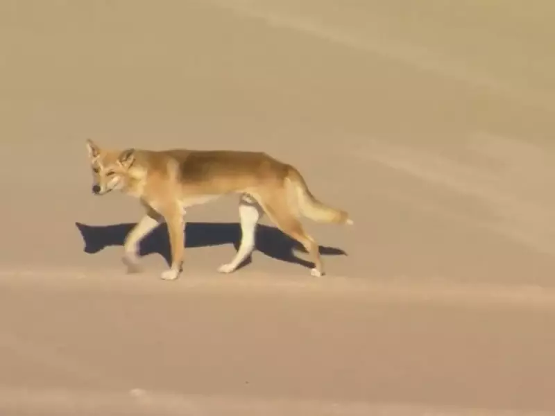 Canadian Teen, 19, Killed in Dingo Attack on Remote Australian Beach