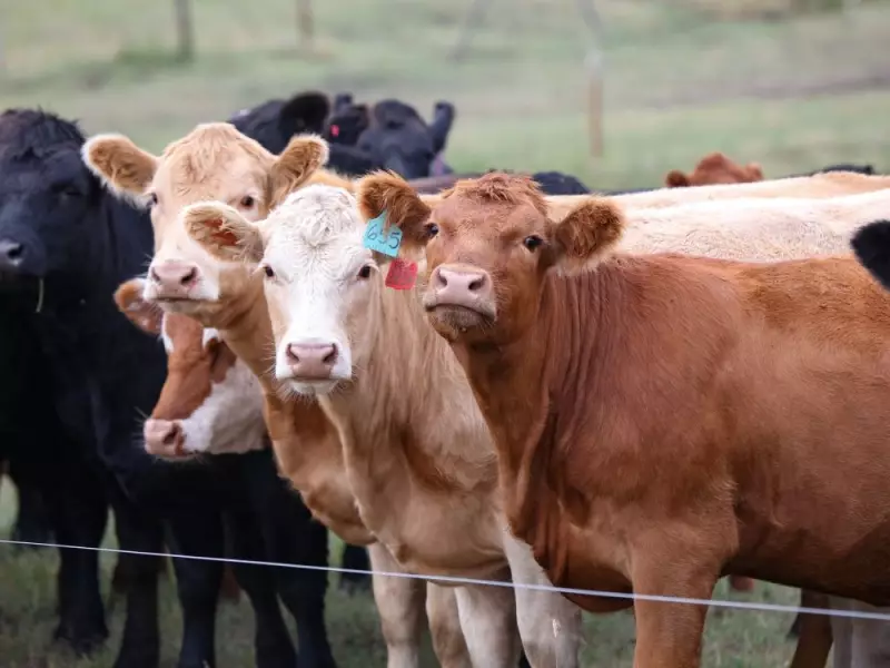 Carney's Federal Agriculture Research Shutdown Threatens Canadian Food Security