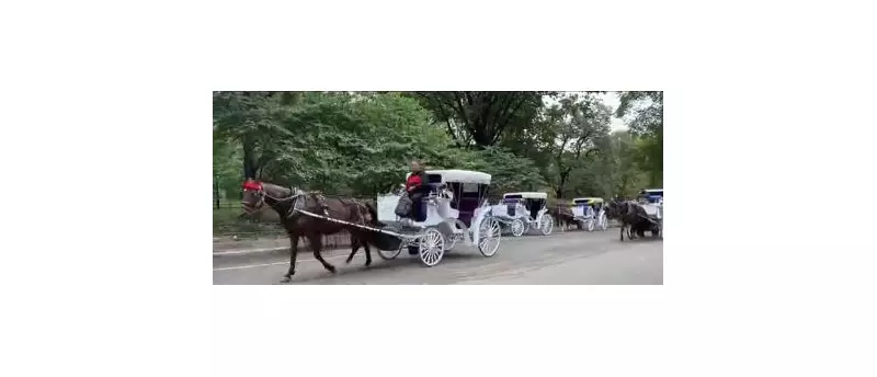 Carriage Horse Bolts in NYC, Crashes into Multiple Vehicles Near Central Park