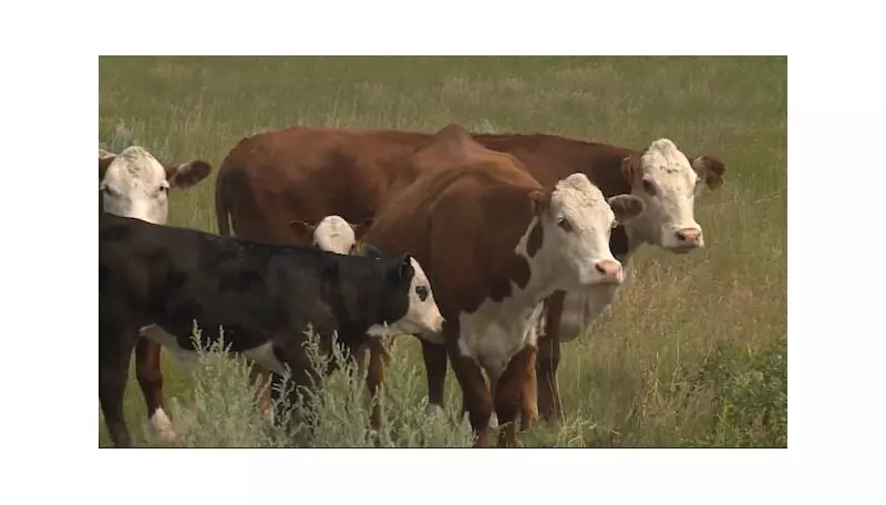 CFIA Pauses Cattle Traceability Rules After Saskatchewan Farmer Pushback