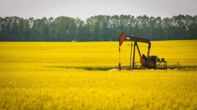 China Cuts Canola Tariffs: 'Value Recovery Can Start Now,' Says Industry