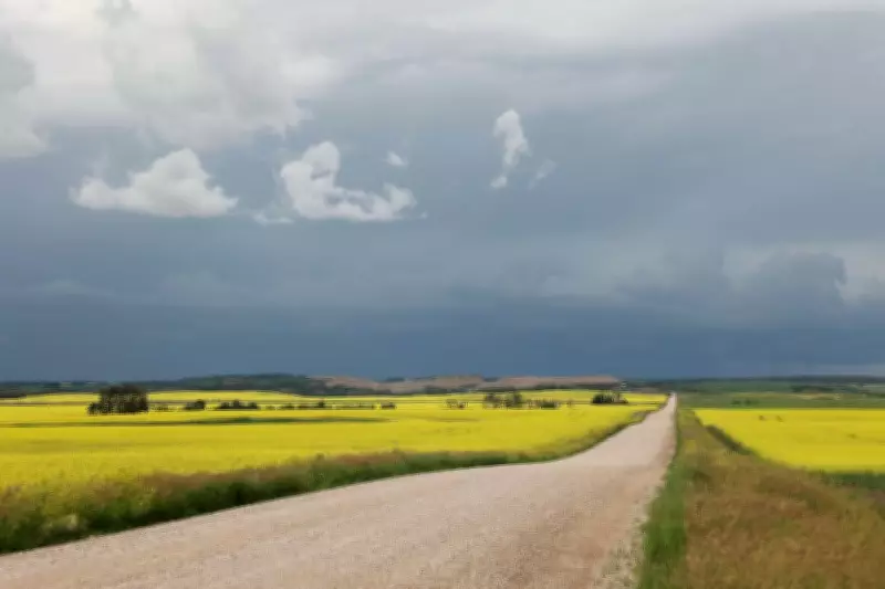 China Resumes Major Canadian Canola Imports After Trade Deal