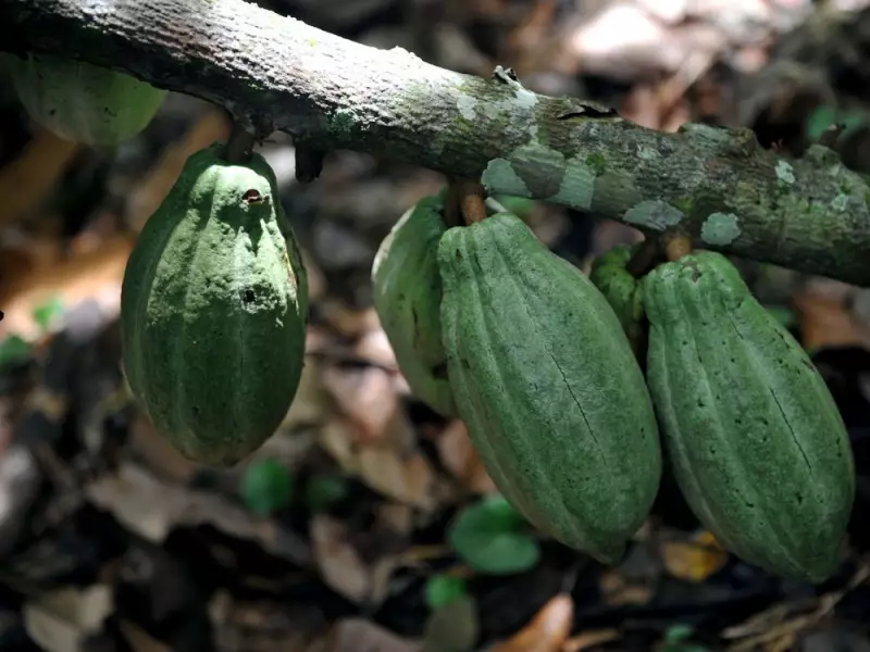 Cocoa Futures Volatile as West African Weather Patterns Shift