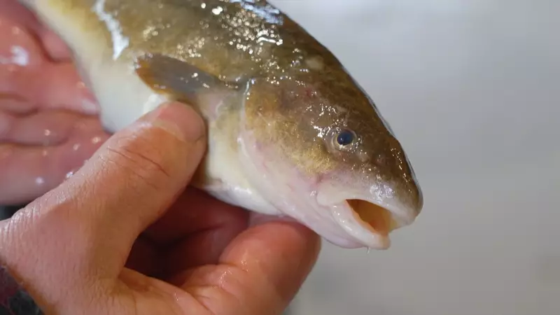 Colder Winter Draws Visitors to Quebec's Ste-Anne River Fishing Village
