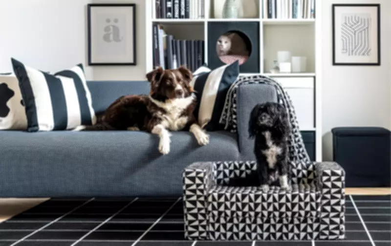 Colin and Justin: Designing Stylish, Pet-Friendly Homes That Embrace Real Life