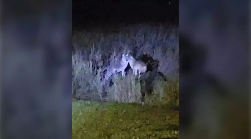 Coyote Encounters Spike in Timmins: Officials Warn Residents to Protect Pets