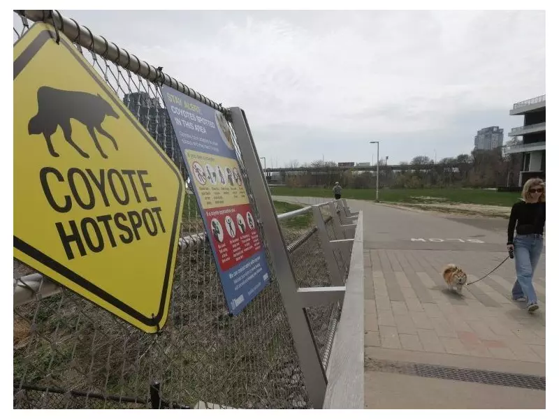 Coyote Mating Season Begins in Toronto: What Residents Need to Know