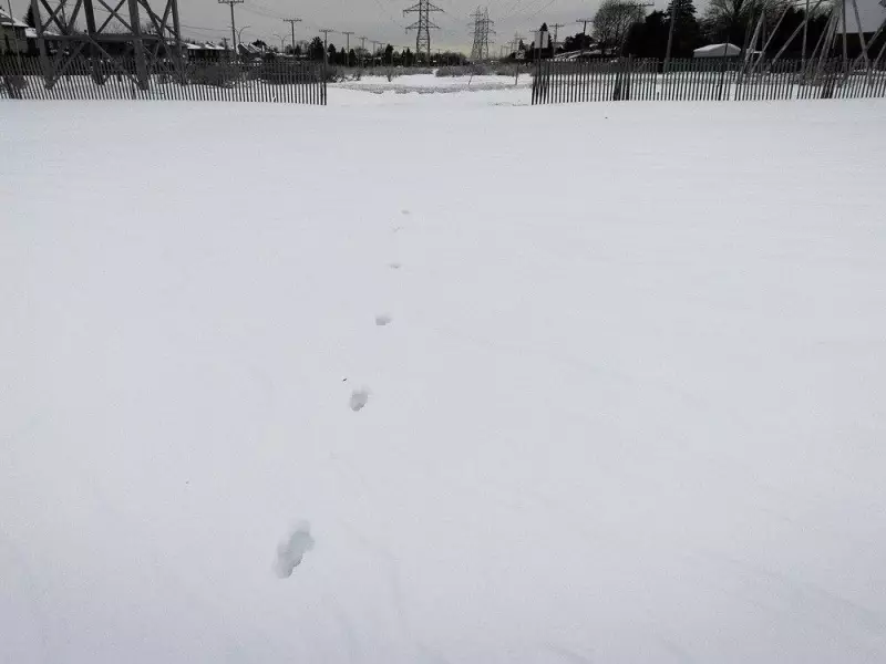 Coyote Sightings Spike in Dollard-des-Ormeaux, But Decline Across Montreal