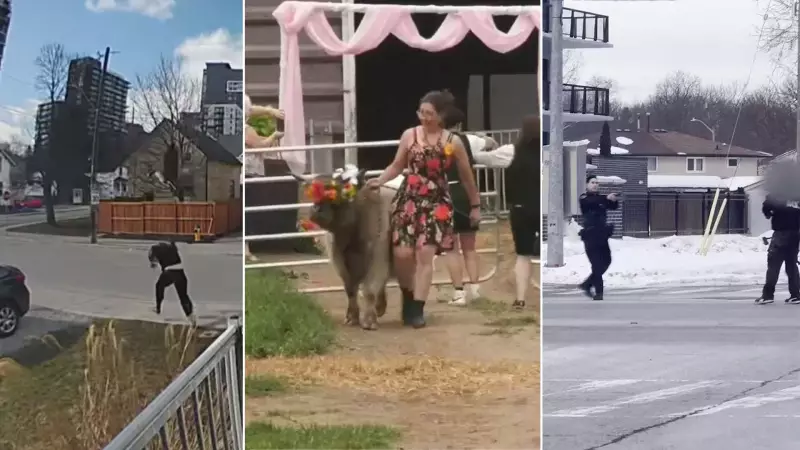 CTV News Kitchener's Top Videos of 2025: Weather, News, and Community Stories