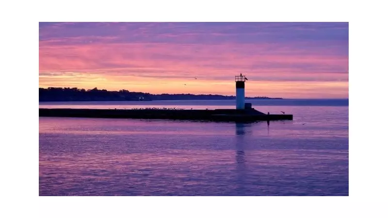 Deceased Birds Discovered in Port Stanley, Ontario