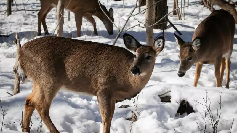 Deer Killed by Arrow in Toronto Cemetery Sparks Joint Police and Conservation Probe